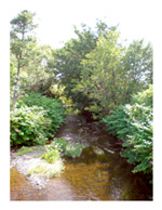 River Vartry